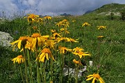85 Arnica montana